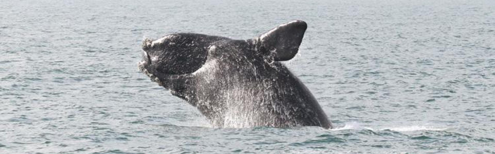 North Atlantic right whale